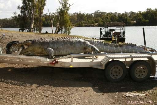 Queensland Police Launch Manhunt for Killer of 5.2‑Meter Saltwater Crocodile