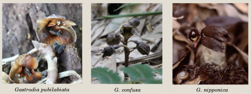 Kumamoto University Unveils Advanced Artificial Orchid Cultivation Kit