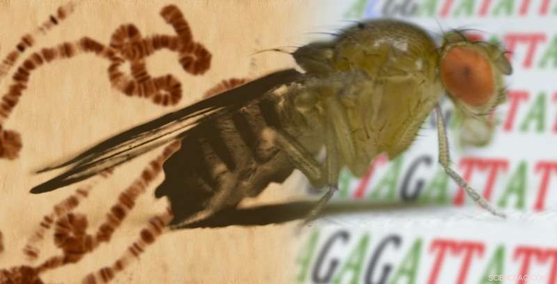 Controlling Jumping Genes: How Transposons Are Regulated in Genomes