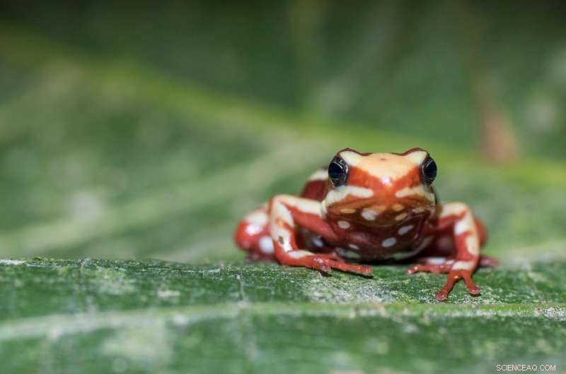 How Poison Frogs Protect Themselves from Their Own Venom