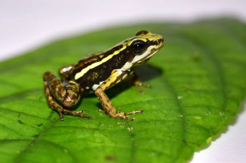 How Poison Frogs Protect Themselves from Their Own Venom