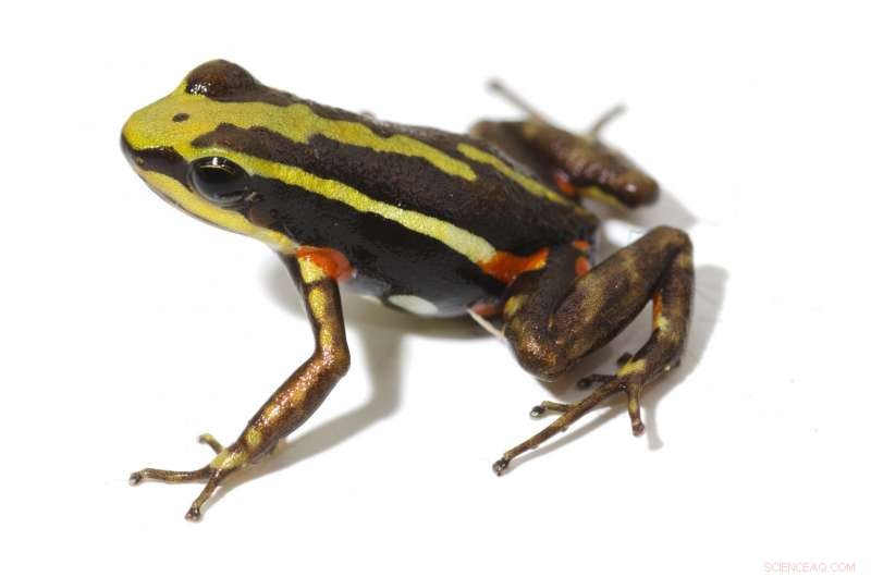 How Poison Frogs Protect Themselves from Their Own Venom