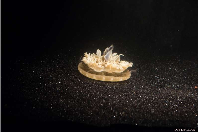 Scientists Observe Sleep‑Like Patterns in Jellyfish