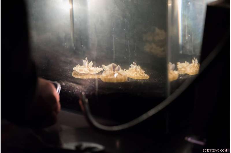 Scientists Observe Sleep‑Like Patterns in Jellyfish