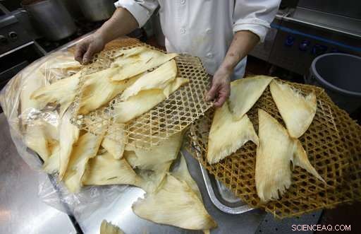 Scientists Warn Shark Fin Bans May Not Protect Sharks