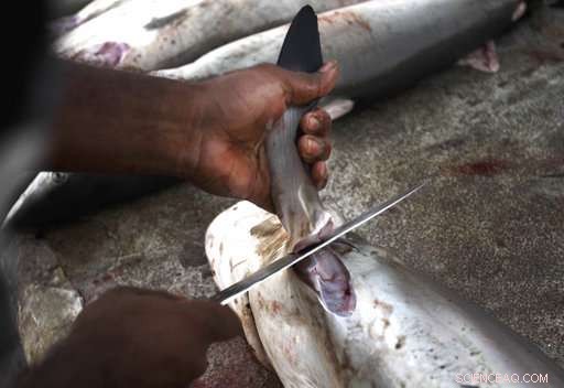 Scientists Warn Shark Fin Bans May Not Protect Sharks