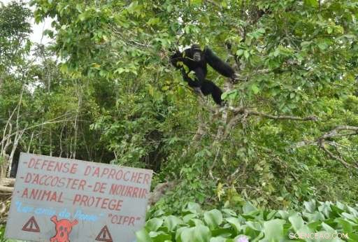 Providing Care for Ponso, the Last Surviving Chimpanzee of Ivory Coast’s Chimpanzee Island