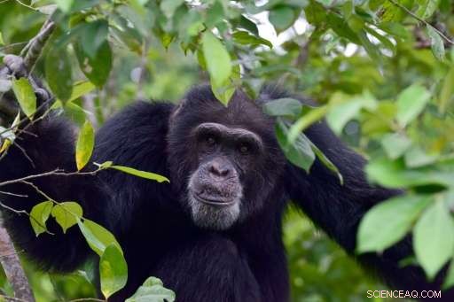 Providing Care for Ponso, the Last Surviving Chimpanzee of Ivory Coast’s Chimpanzee Island