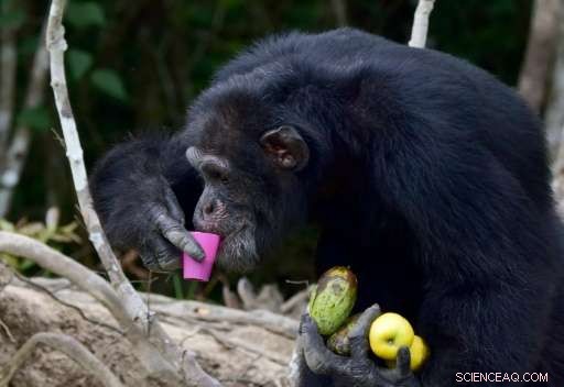 Providing Care for Ponso, the Last Surviving Chimpanzee of Ivory Coast’s Chimpanzee Island