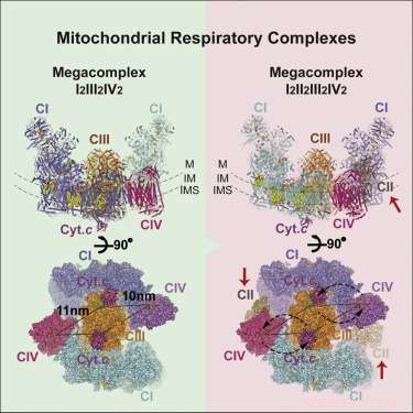 Unveiling the Full Structure of Mitochondrial Respiratory Supercomplexes