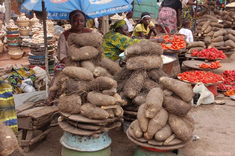 Sequencing the White Guinea Yam Genome: Unlocking Agricultural Potential