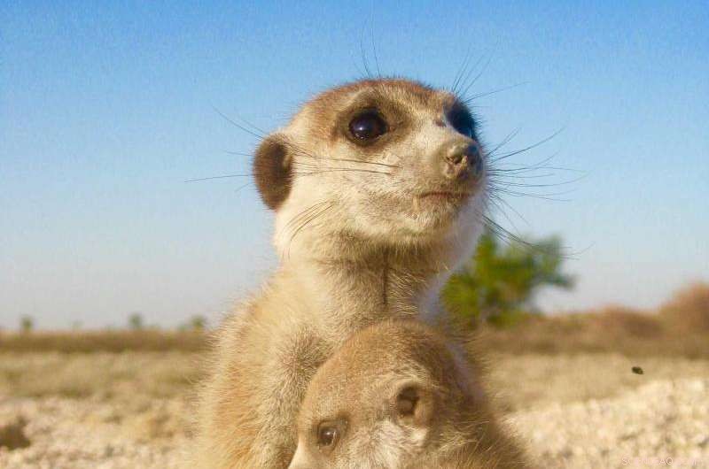 Stressed Meerkats Less Willing to Help Group Members, New Study Finds