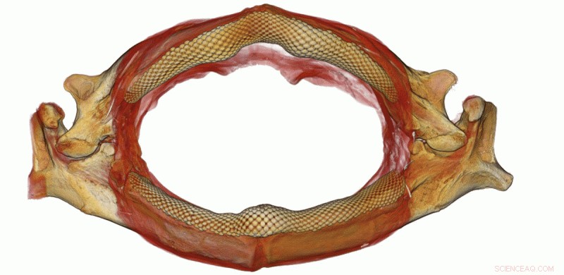 Wedgefish Teeth Reveal Dual Diet: Crushing Shellfish and Hunting Stingrays