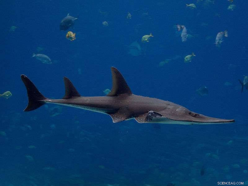 Wedgefish Teeth Reveal Dual Diet: Crushing Shellfish and Hunting Stingrays