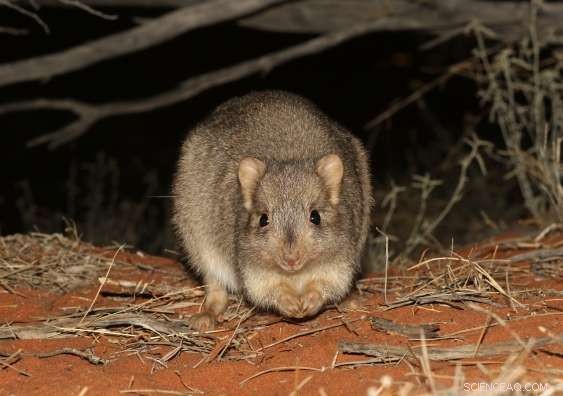 Reintroducing Native Mammals Restores Arid Australian Landscapes