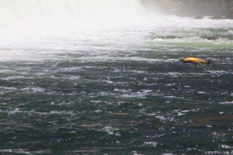 Dams and Barriers Threaten Salmon Spawning Grounds, Complicating Fisheries Management