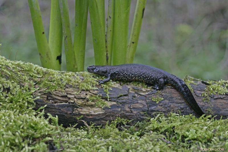 Why Great Crested Newts Matter: Protecting These Elusive Amphibians