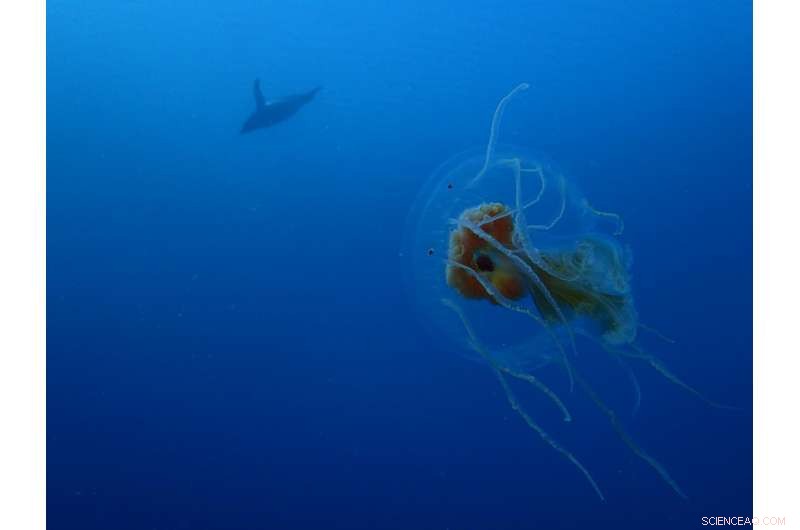 Adélie Penguin Video Reveals Intimate Encounters with Antarctic Jellyfish