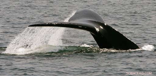 New Study Shows Declining Numbers of Endangered Right Whales
