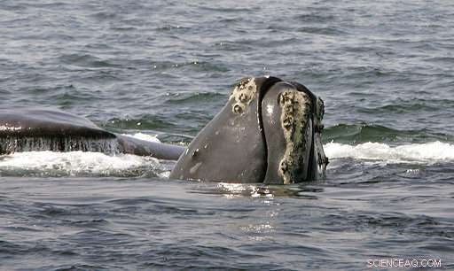 New Study Shows Declining Numbers of Endangered Right Whales