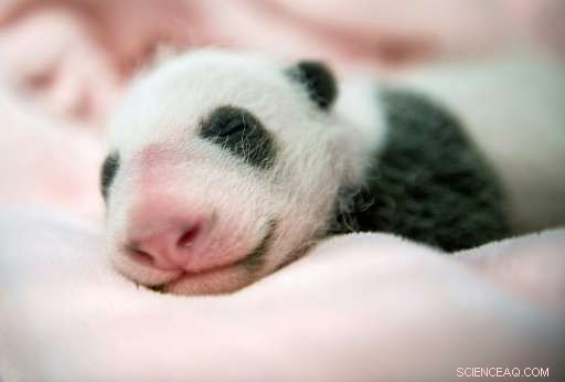 Australian Zoo Aims to Successfully Breed Giant Pandas