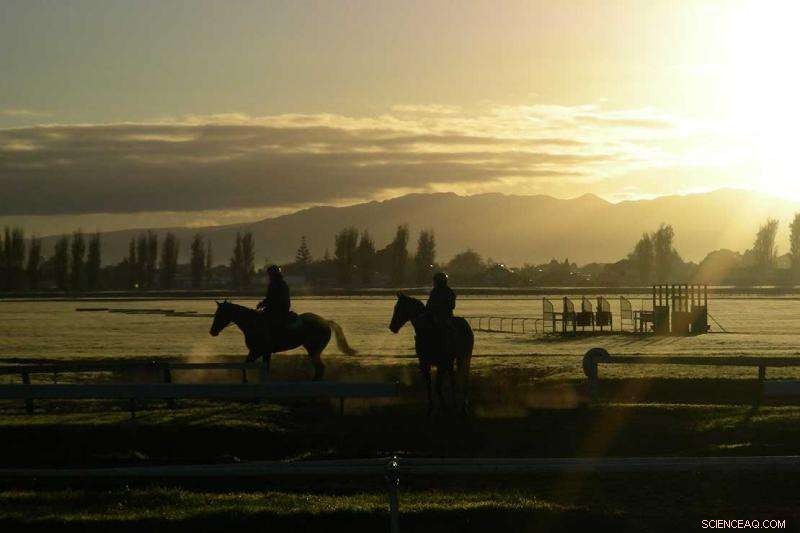 New Zealand Racehorses Show Significantly Lower Injury Rates, Study Finds