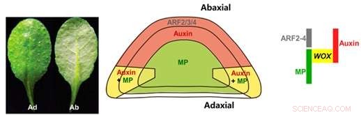 Auxin Regulates Leaf Flattening in Plants