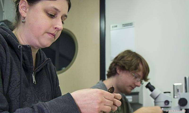Tagged Snails Aid Researchers in Monitoring Population Growth