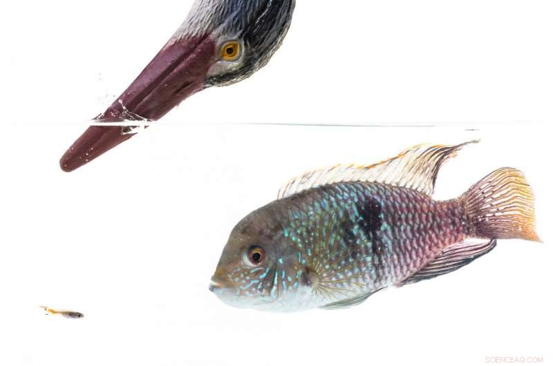 New Study Reveals Trinidadian Guppies Have Distinct Personalities