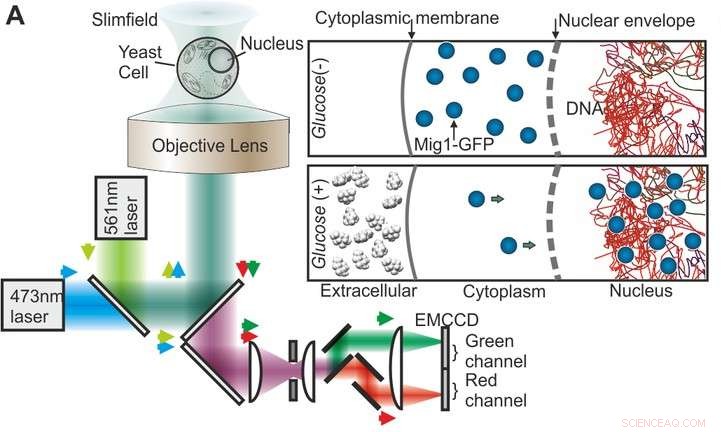 Researchers Reveal  Nano Footballs  Regulate Gene Expression