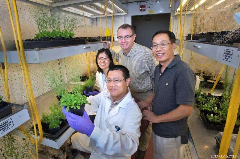 Adding Sugar Enhances Oil Production in Plant Leaves, Brookhaven Lab Reveals