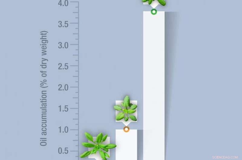 Adding Sugar Enhances Oil Production in Plant Leaves, Brookhaven Lab Reveals