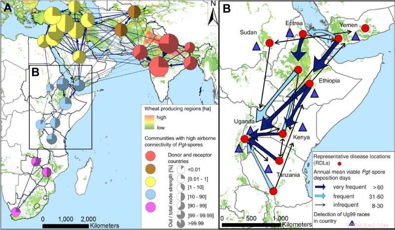 Study Maps Likely Global Spread of Devastating Stem Rust Disease