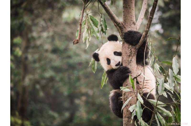 Panda Habitat Shrinking, Fragmentation Rising—Urgent Conservation Concerns