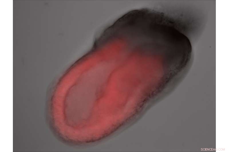 Insulin Emerges as a Key Regulator of Stem Cell Maintenance