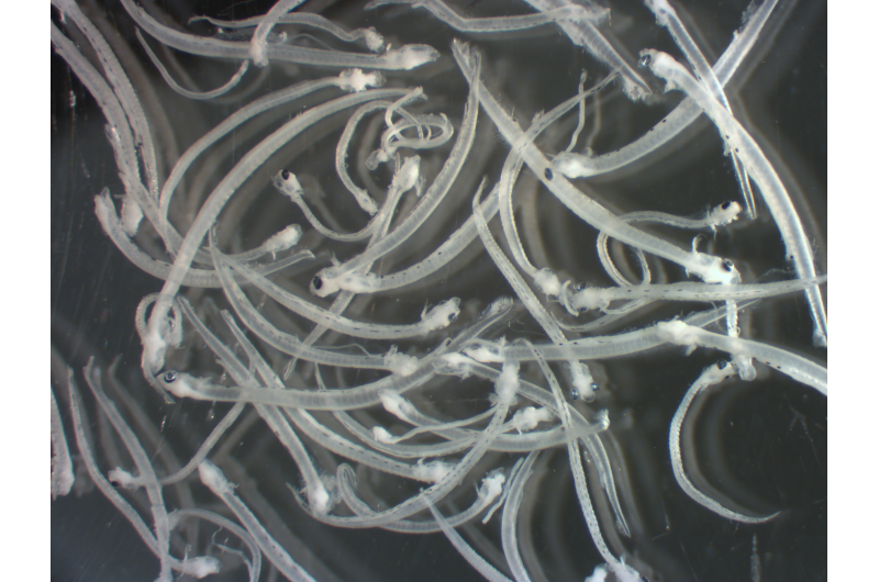 Warmer Pacific Northwest Waters Prompt Northward Migration of Spawning Fish