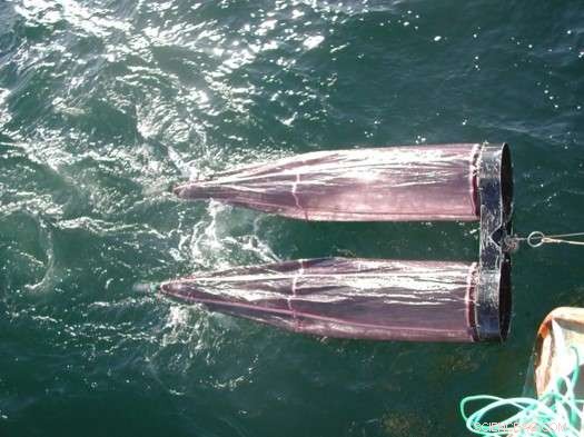 Warmer Pacific Northwest Waters Prompt Northward Migration of Spawning Fish