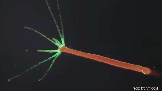 The Nervous System s Role in Regulating the Human Microbiome