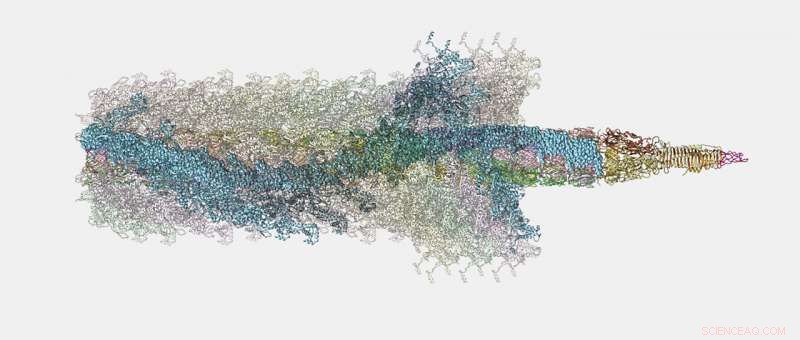 Bacterial Nanospeargun Mimics Power Drill to Eliminate Competitors