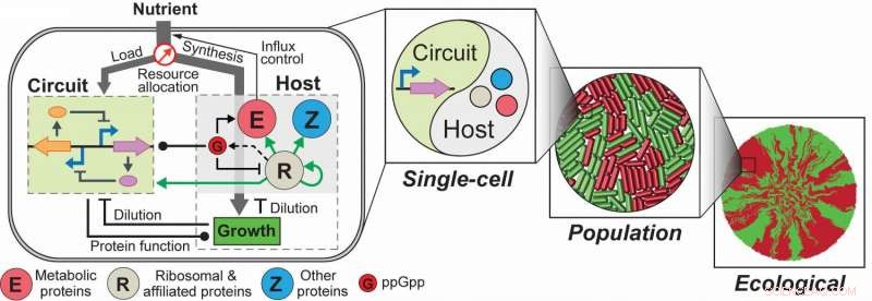 Innovative Gene Circuit Design Strategy Accelerates Synthetic Biology Breakthroughs