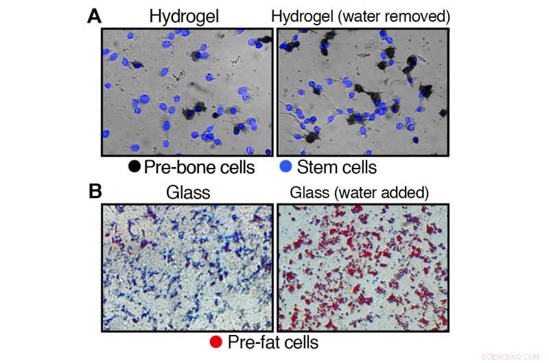 Water Content in Stem Cells Predicts Differentiation into Fat or Bone