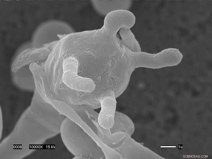 Hypermutators Accelerate Evolution of Pathogenic Fungi