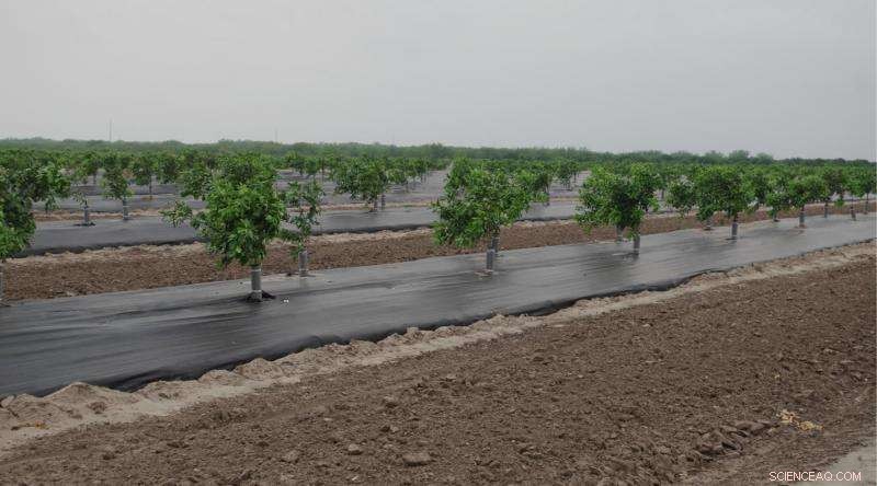 New Citrus Planting Technique Eliminates Root Weevils, Boosts Yield