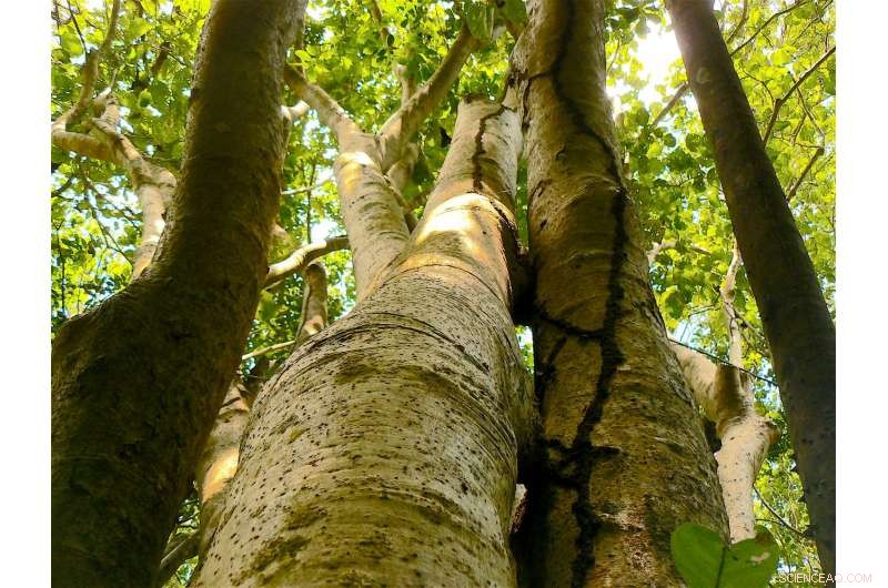 Caribbean Bird‑Catcher Trees Honor Two Women Pioneers in Botany