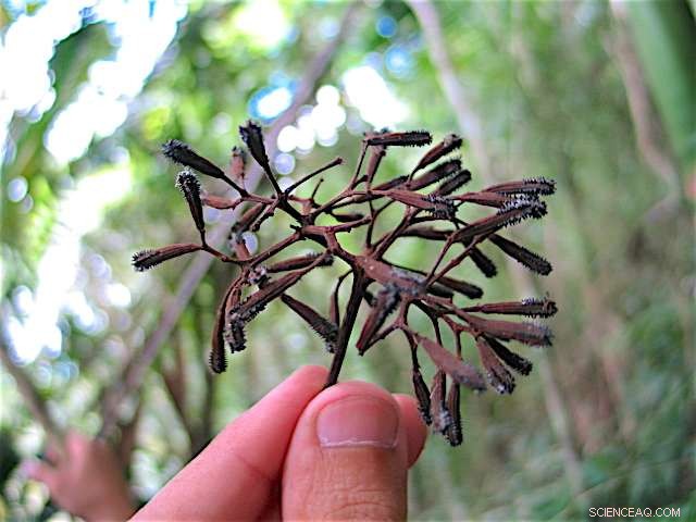 Caribbean Bird‑Catcher Trees Honor Two Women Pioneers in Botany