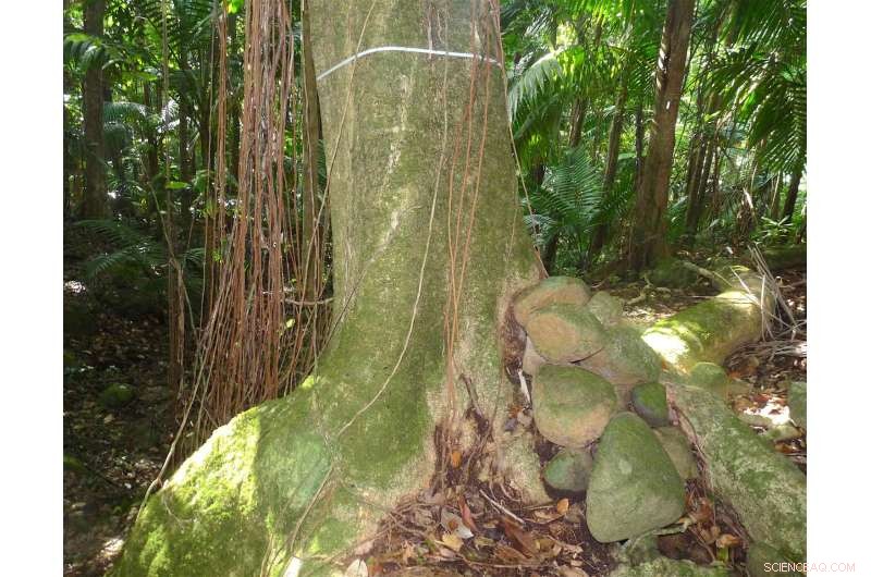 Caribbean Bird‑Catcher Trees Honor Two Women Pioneers in Botany