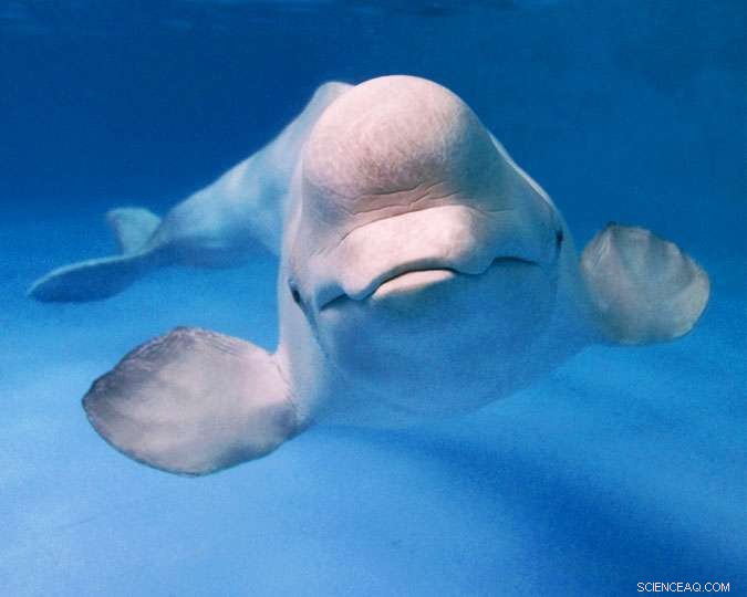 Scientists Investigate Why Beluga Whales in Alaska s Cook Inlet Still Haven’t Recovered