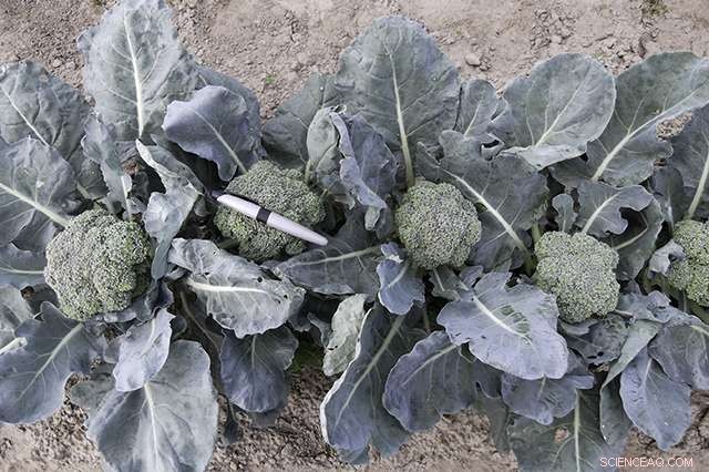 Introducing Heat‑Tolerant Broccoli: The Future of Resilient, Nutritious Crops
