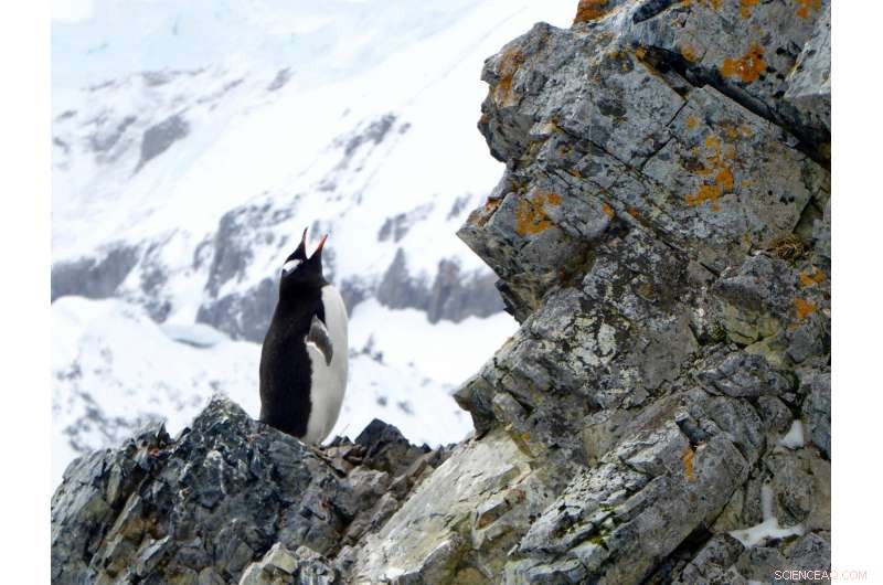 Exploring Geographic Variation in Gentoo Penguin Calls: New Insights