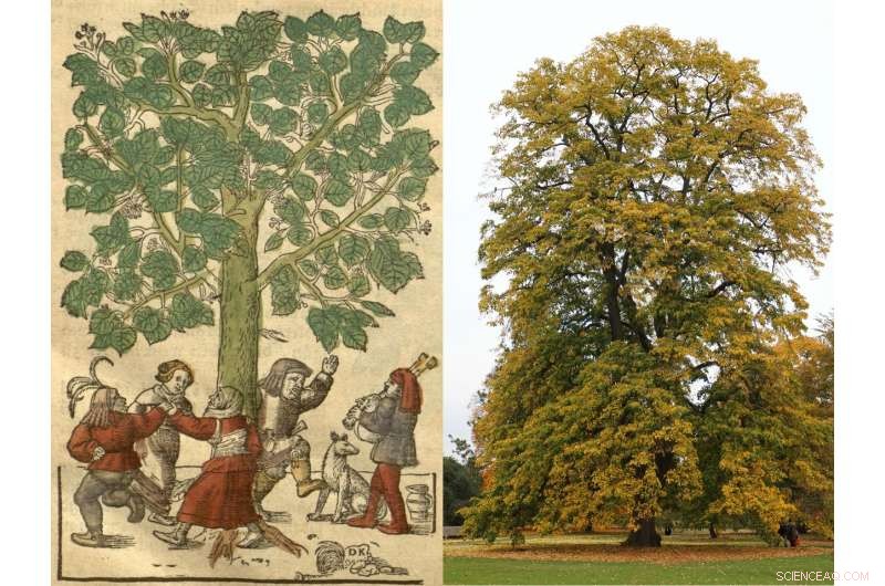 Do Lime Trees Harm Bees? Understanding the Impact on Pollinators